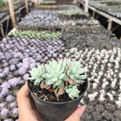 2638. Echeveria Prolifica 3pcs - Image 2