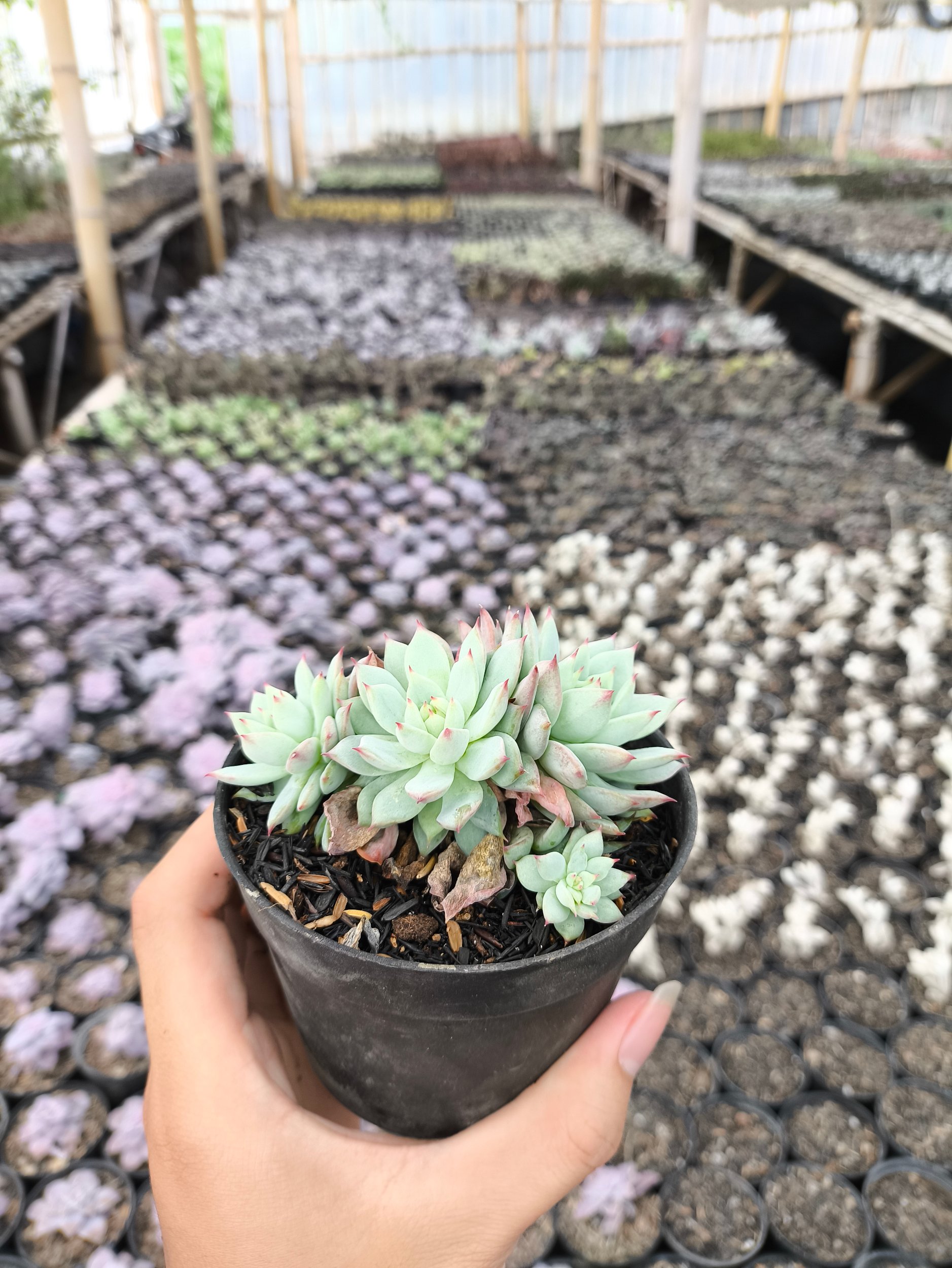 2638. Echeveria Prolifica 3pcs - Image 2