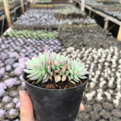 2638. Echeveria Prolifica 3pcs - Image 3