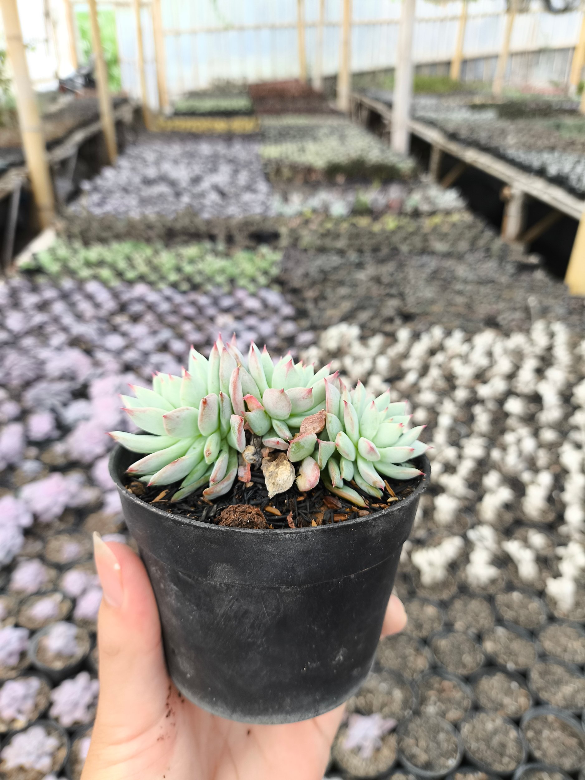 2638. Echeveria Prolifica 3pcs - Image 3