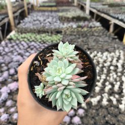 2638. Echeveria Prolifica 3pcs - Image 4