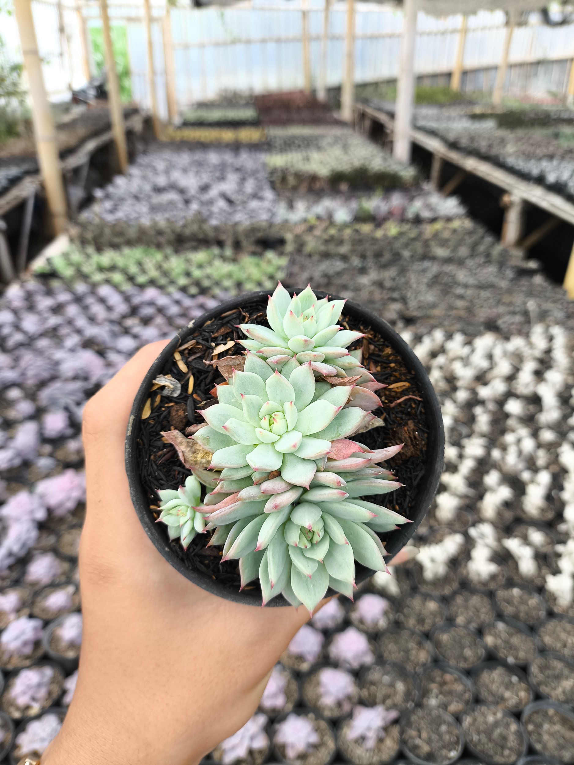 2638. Echeveria Prolifica 3pcs - Image 4