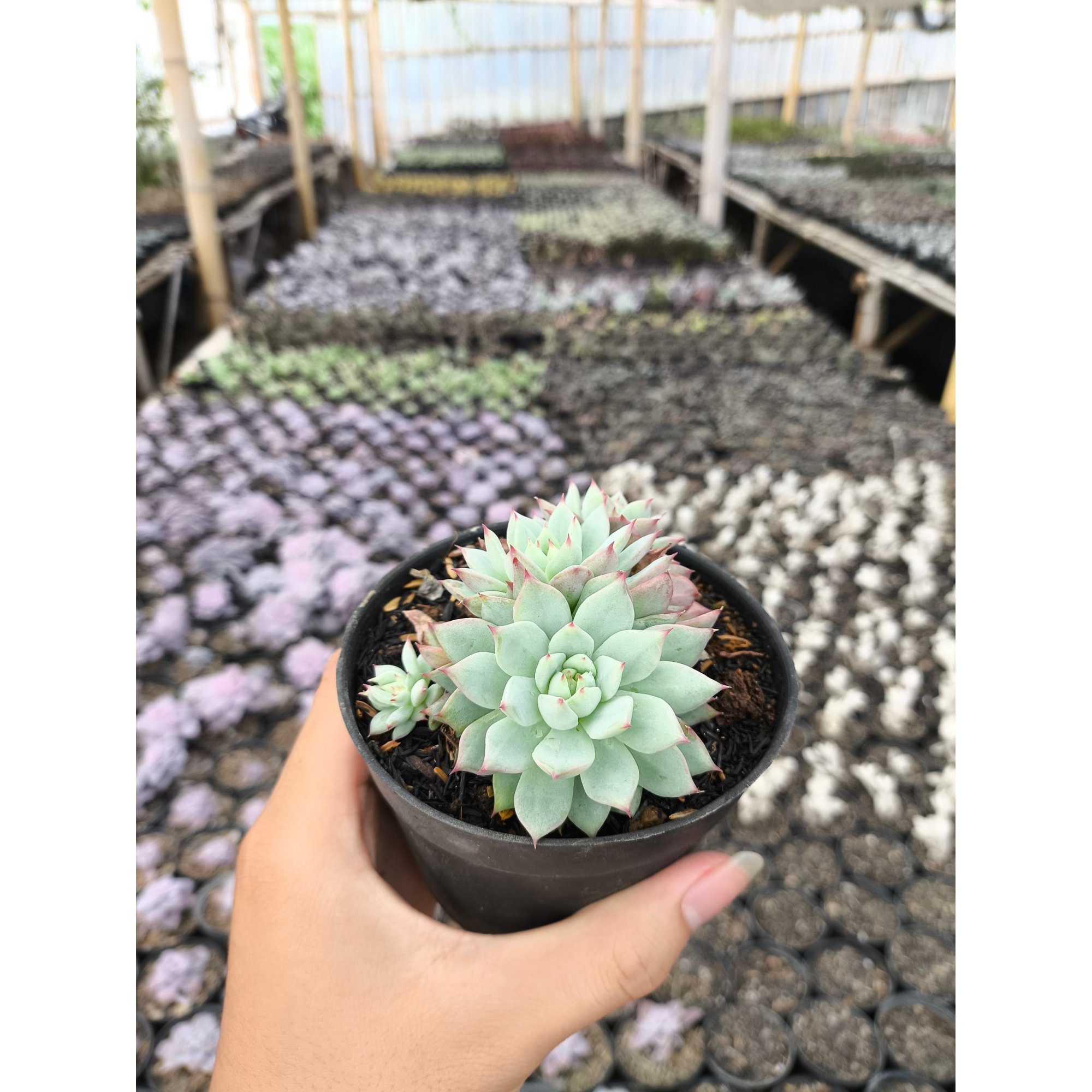2638. Echeveria Prolifica 3pcs