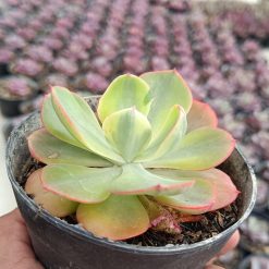 2655. Echeveria Sunset Peony Variegated - Image 2