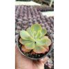 2655. Echeveria Sunset Peony Variegated