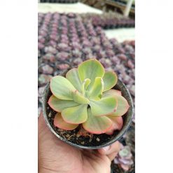 2655. Echeveria Sunset Peony Variegated