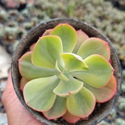 2655. Echeveria Sunset Peony Variegated - Image 3