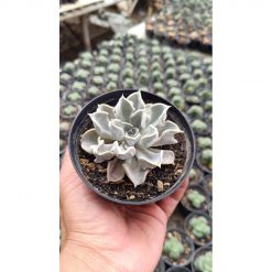 2666. Echeveria Thriller Pearl