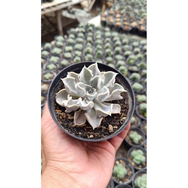 2666. Echeveria Thriller Pearl