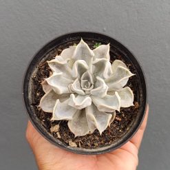 2666. Echeveria Thriller Pearl - Image 2
