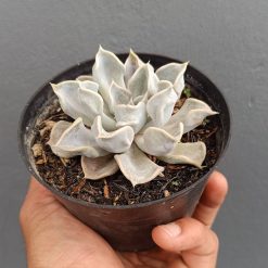 2666. Echeveria Thriller Pearl - Image 3