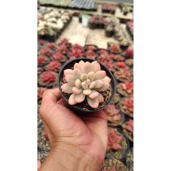 2663. Echeveria Torres Aurea