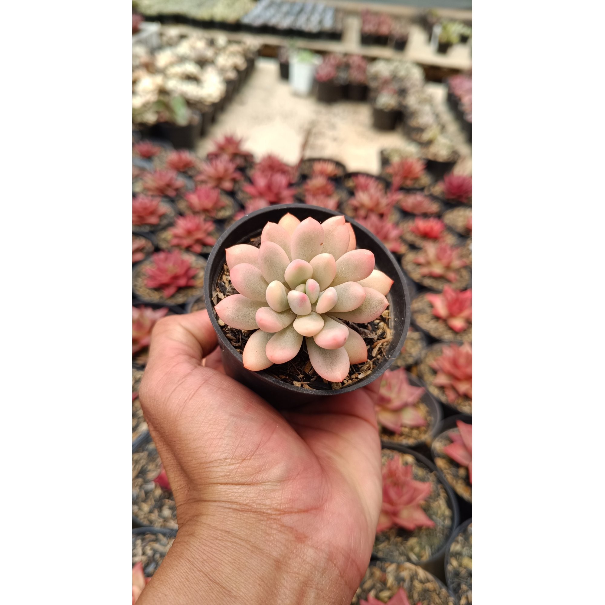 2663. Echeveria Torres Aurea
