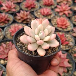 2663. Echeveria Torres Aurea - Image 2