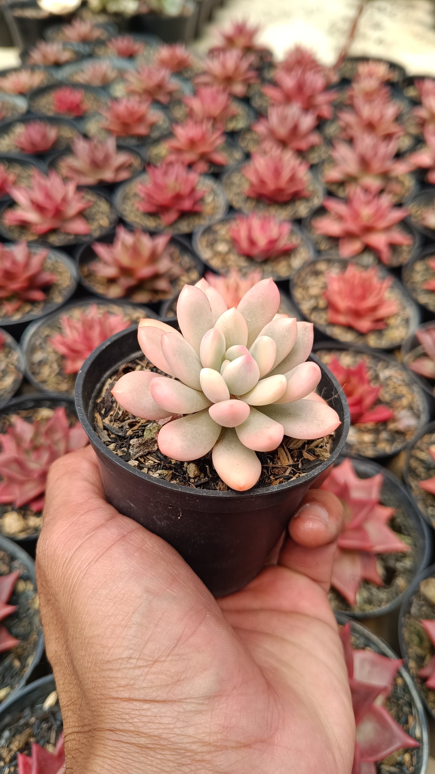 2663. Echeveria Torres Aurea - Image 2