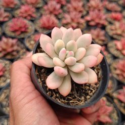 2663. Echeveria Torres Aurea - Image 3