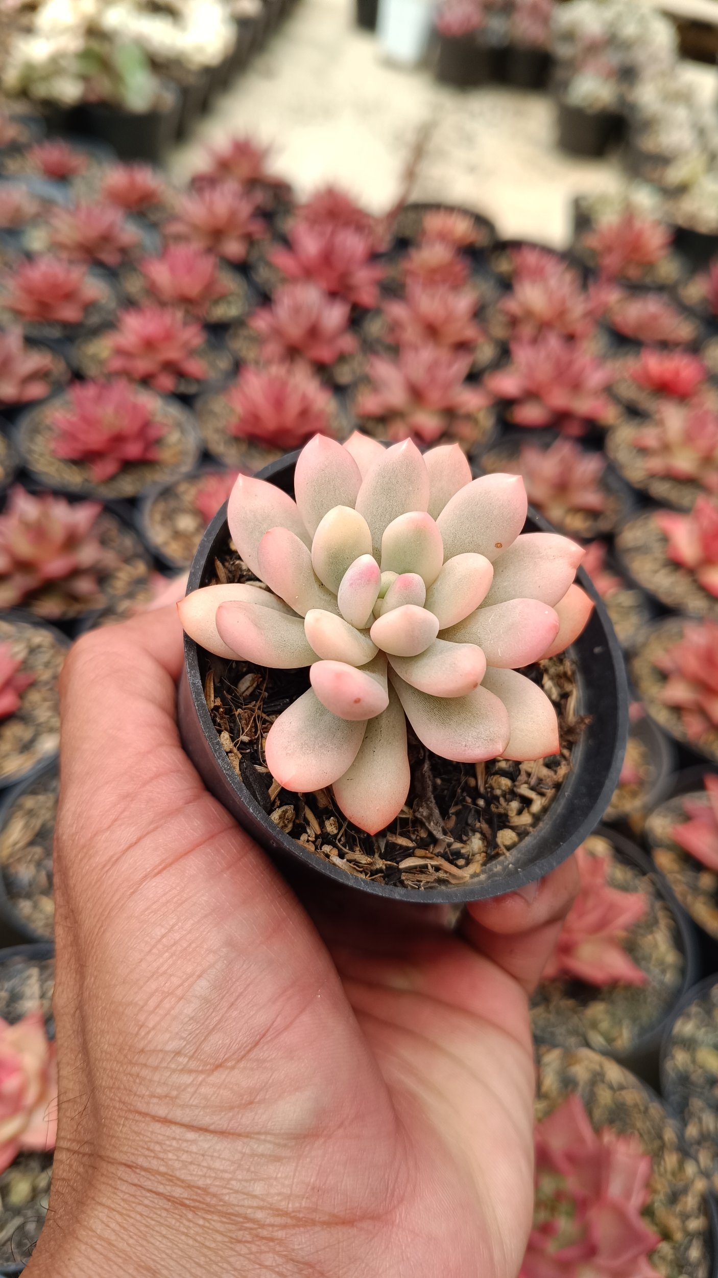 2663. Echeveria Torres Aurea - Image 3