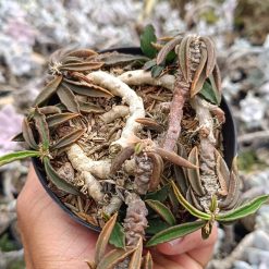 2643. Euphorbia Cylindrifolia Subsp. Tuberifera - Image 2