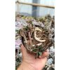 2643. Euphorbia Cylindrifolia Subsp. Tuberifera