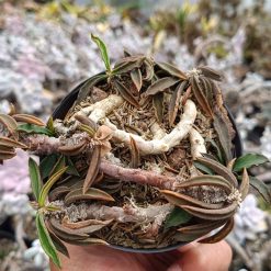 2643. Euphorbia Cylindrifolia Subsp. Tuberifera - Image 3