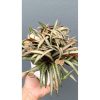 2639. Euphorbia Francoisii