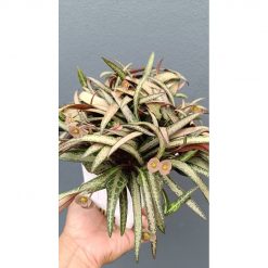 2639. Euphorbia Francoisii