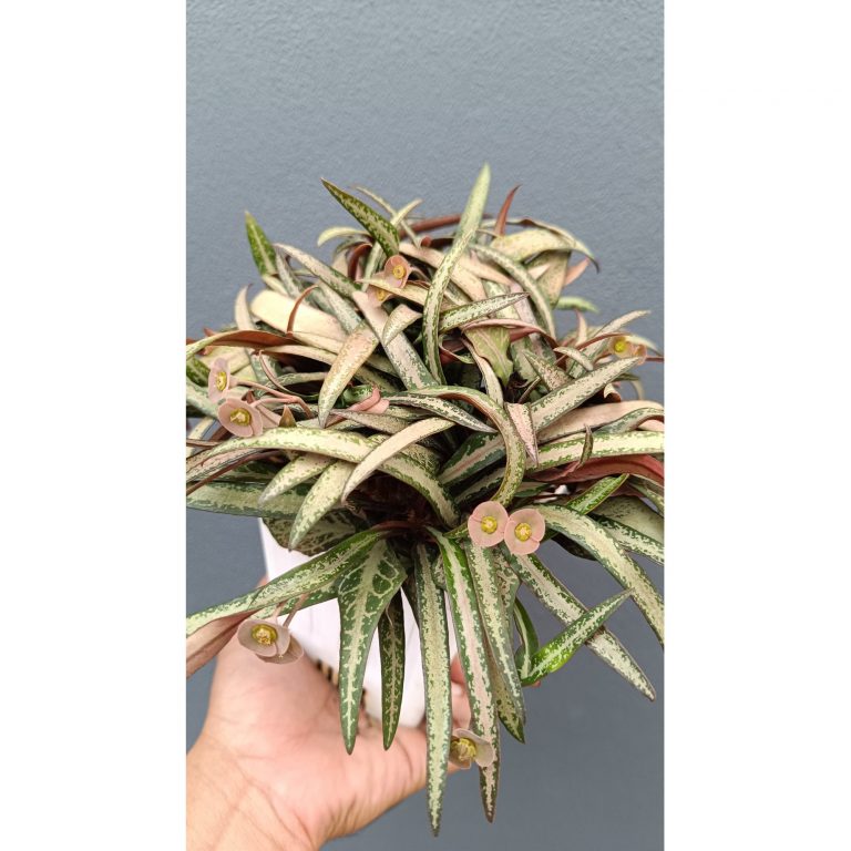 2639. Euphorbia Francoisii
