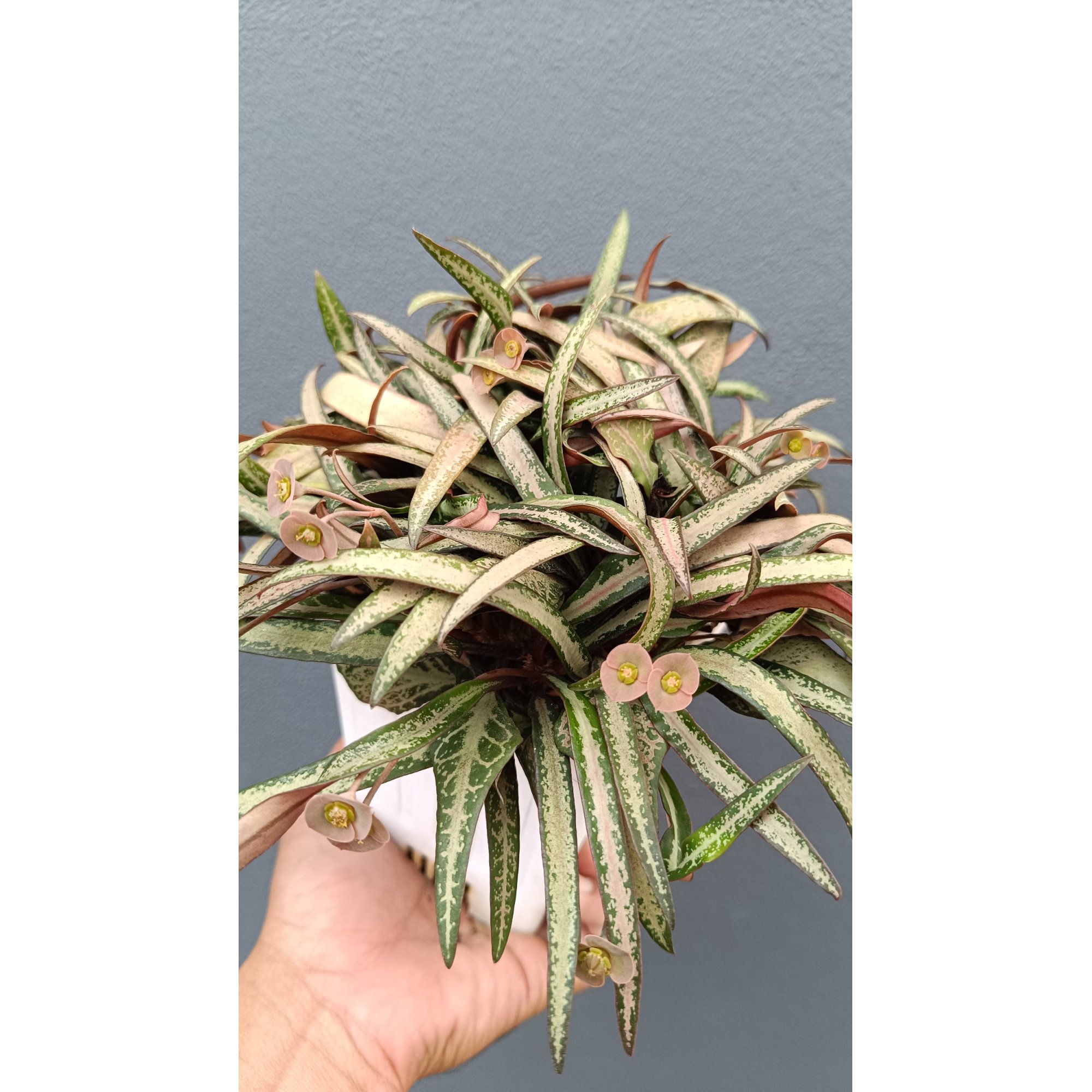2639. Euphorbia Francoisii