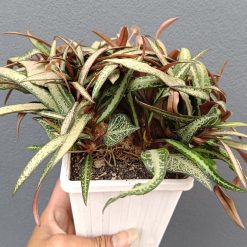 2639. Euphorbia Francoisii - Image 2
