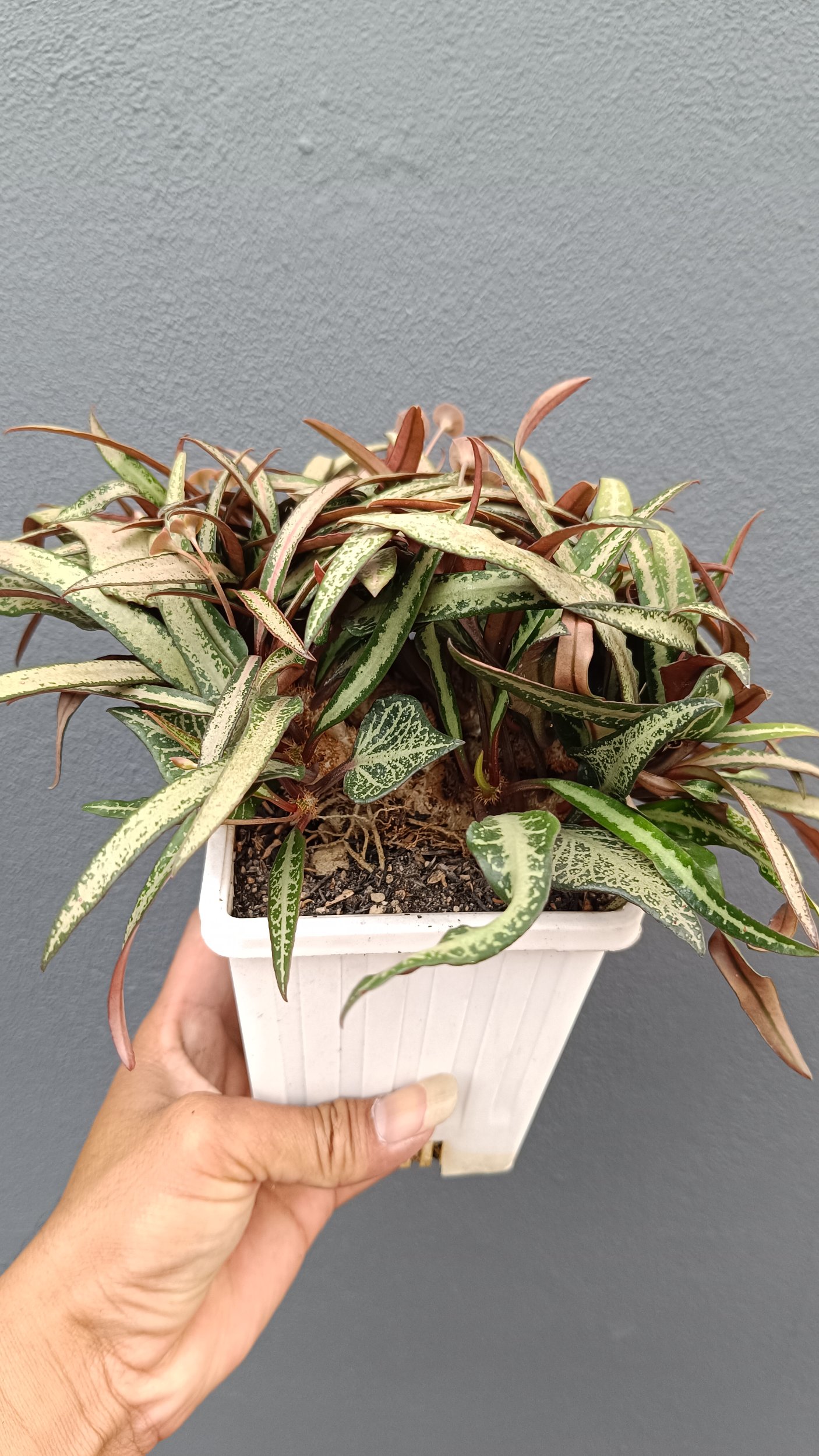 2639. Euphorbia Francoisii - Image 2