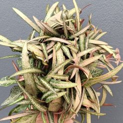 2639. Euphorbia Francoisii - Image 3