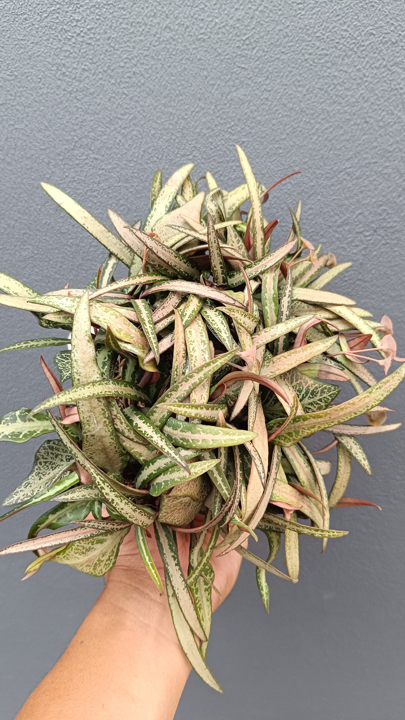 2639. Euphorbia Francoisii - Image 3