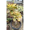 2659. Euphorbia Poissonii Variegated
