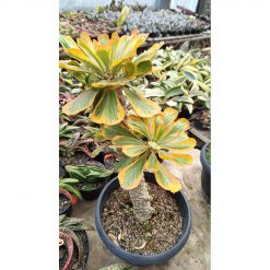 2659. Euphorbia Poissonii Variegated