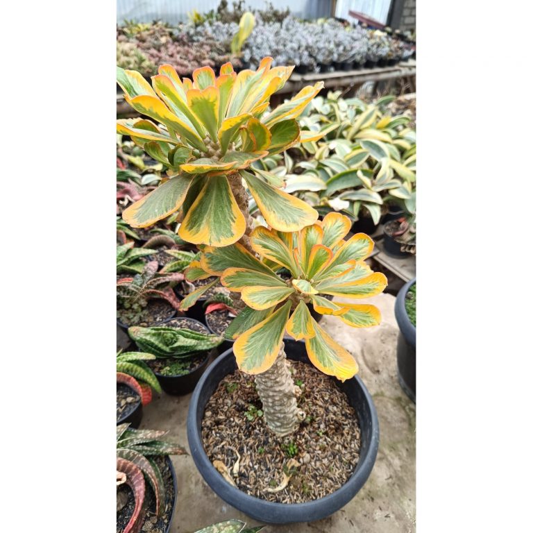 2659. Euphorbia Poissonii Variegated