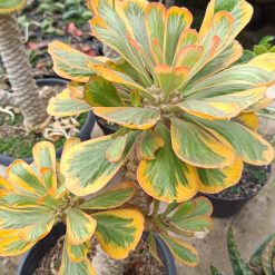 2659. Euphorbia Poissonii Variegated - Image 2