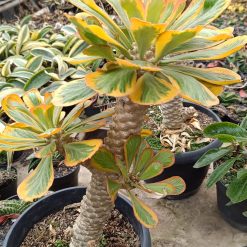 2659. Euphorbia Poissonii Variegated - Image 3