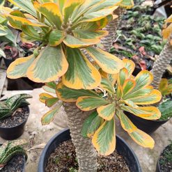 2659. Euphorbia Poissonii Variegated - Image 4