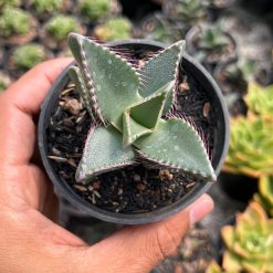 2712. Faucaria Felina - Image 2