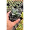 2712. Faucaria Felina
