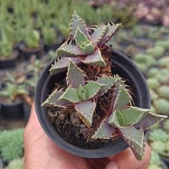 2653. Faucaria Tigrina Cluster - Image 2