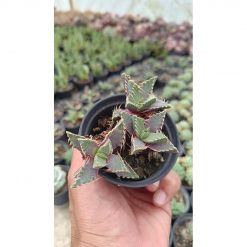 2653. Faucaria Tigrina Cluster