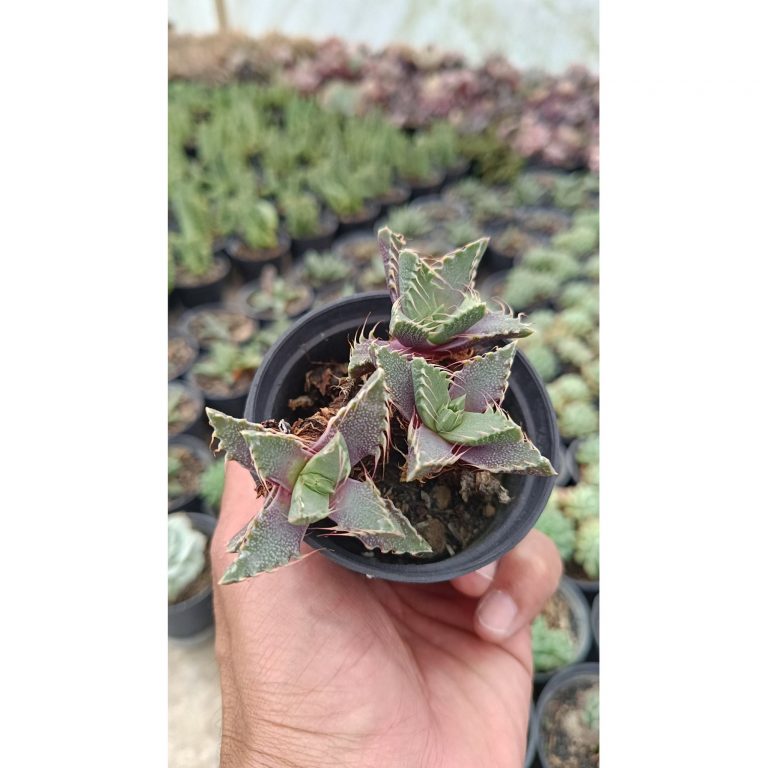 2653. Faucaria Tigrina Cluster