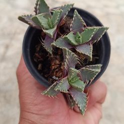 2653. Faucaria Tigrina Cluster - Image 3