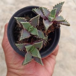 2653. Faucaria Tigrina Cluster - Image 4