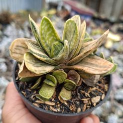 2693. Gaateria Brachyphylla Variegated - Image 2