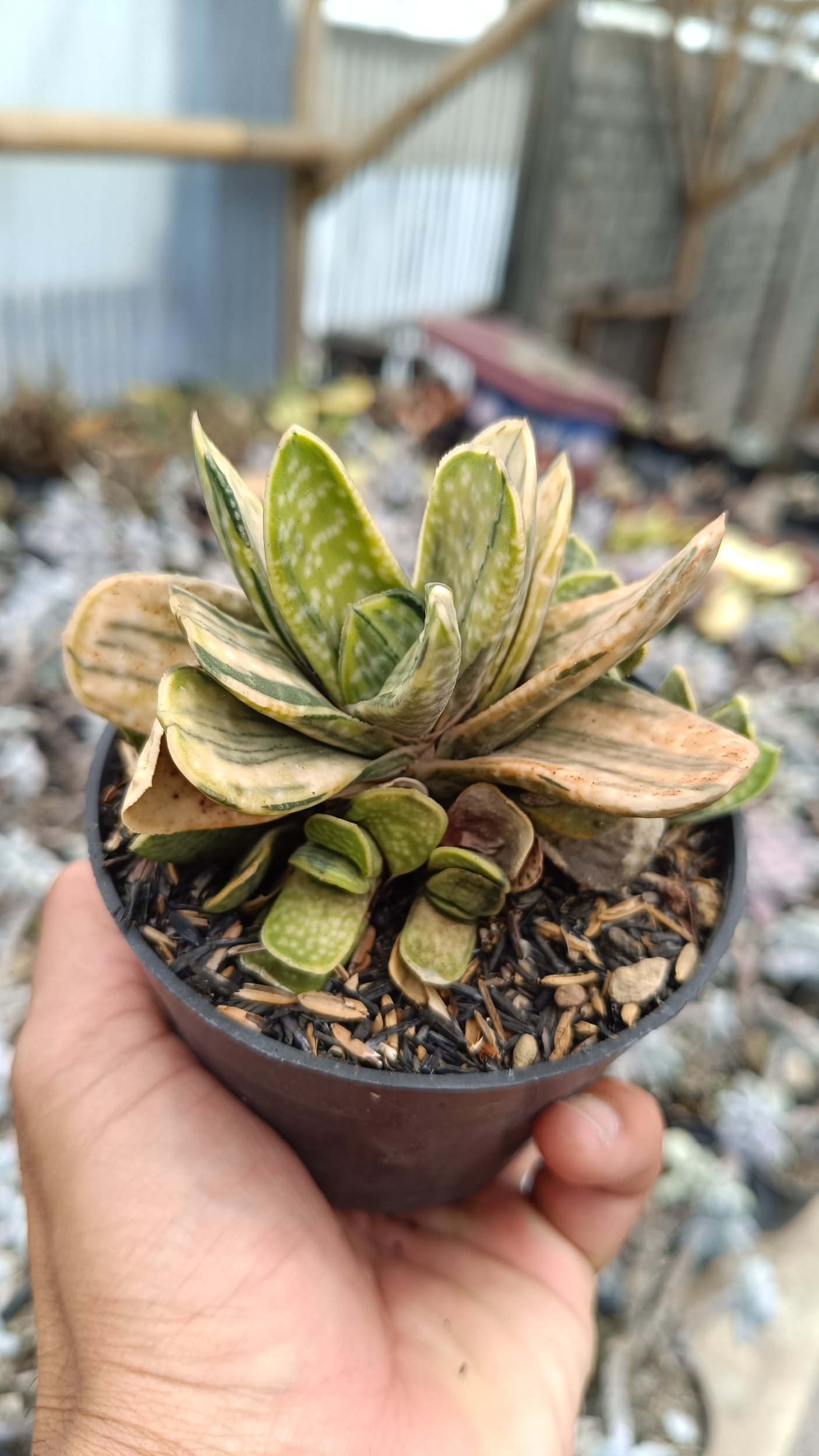 2693. Gaateria Brachyphylla Variegated - Image 2