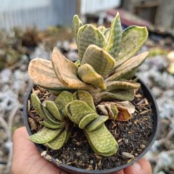 2693. Gaateria Brachyphylla Variegated - Image 3