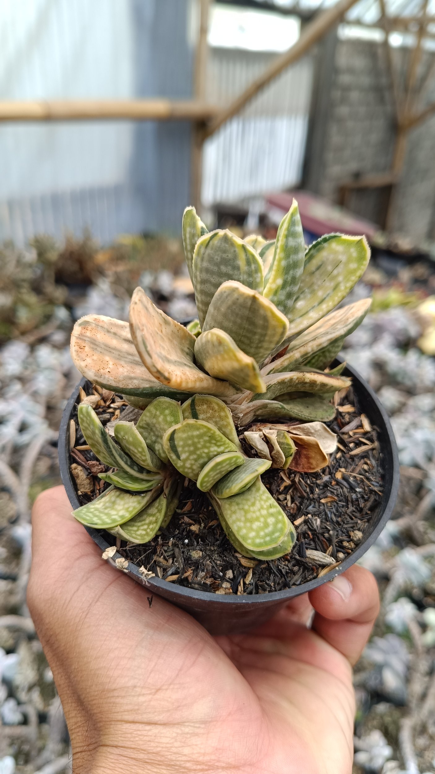 2693. Gaateria Brachyphylla Variegated - Image 3