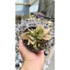 2693. Gaateria Brachyphylla Variegated